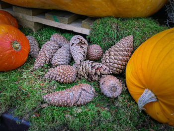 High angle view of pumpkins and pinecones on field