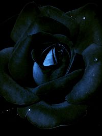 Close-up of plant over black background