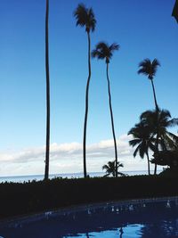 Palm trees on beach against sky