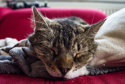 Close-up of cat sleeping