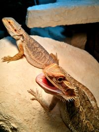 Close-up of lizard