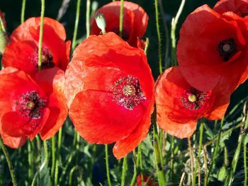 Close-up of red flowers