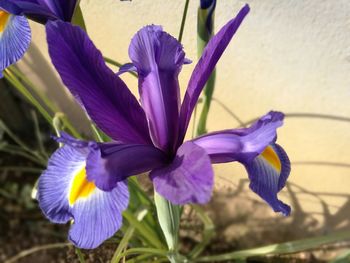 Close-up of purple flower