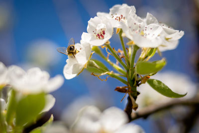 Close-up of bee on white flower