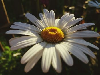 Close-up of white flower