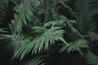 Close-up of fern at night