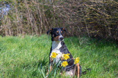 Portrait of dog sitting on field