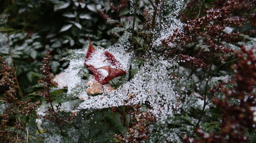 Close-up of snow on tree