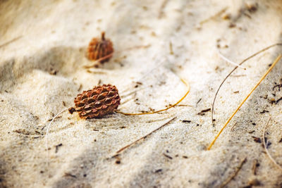 High angle view of dried crab on sand