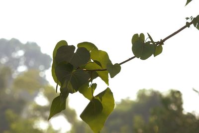 Low angle view of tree against sky