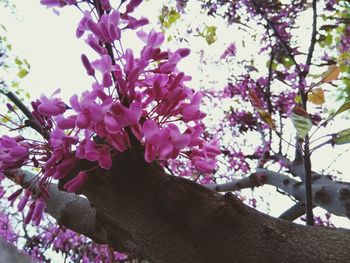 Low angle view of pink blossoms against sky