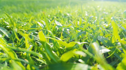Full frame shot of plants growing on field