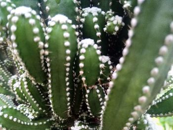 Close-up of succulent plant