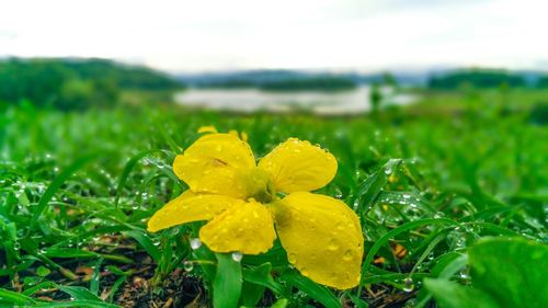 Close-up of yellow flowers blooming on field
