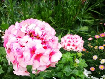 Close-up of pink flowers blooming outdoors