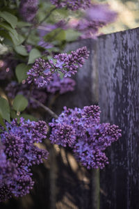 Close-up of purple flowering plants by fence