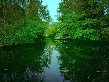 Reflection of trees in lake against sky