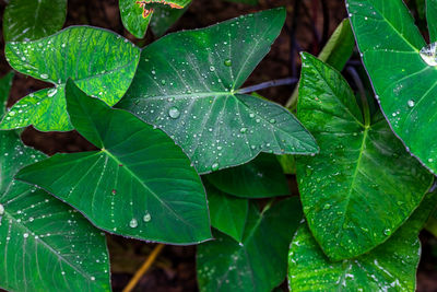 Close-up of wet plant leaves during rainy season