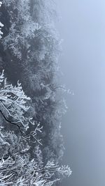 Frozen tree against sky