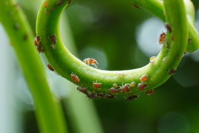 Close-up of succulent plant