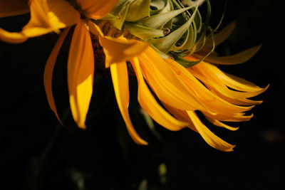 Close-up of sunflower