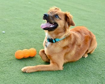 Dog looking away while sitting on grass