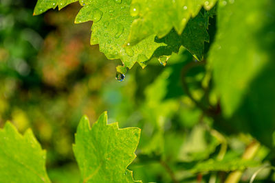 green
