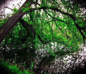 Low angle view of trees in forest