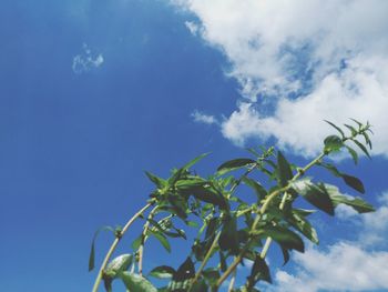 Low angle view of plants against blue sky