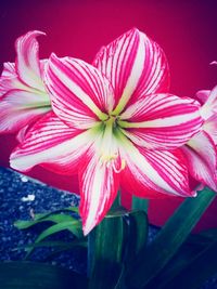 Close-up of pink flower blooming outdoors