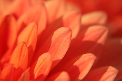 Full frame shot of red flower