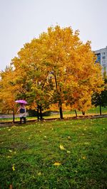 Trees in park during autumn