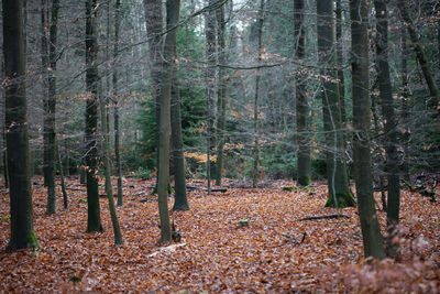 Trees growing in forest during autumn