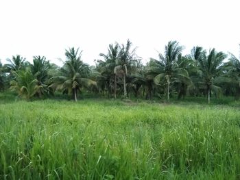 Scenic view of grassy field against clear sky