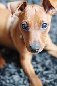 Close-up portrait of dog