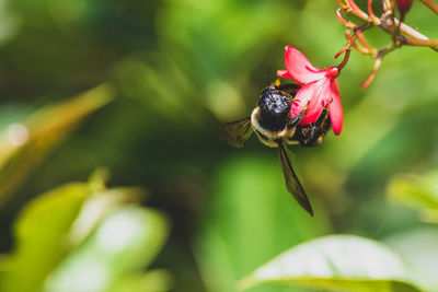 Close-up of bee pollinating on flower