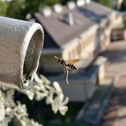 Close-up of bee flying