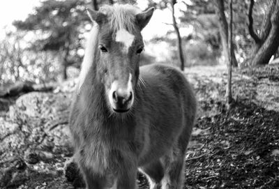 Close-up portrait of horse on field