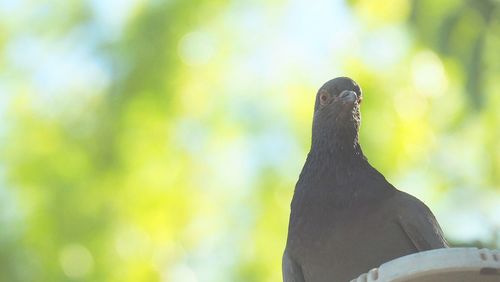 Close-up of bird