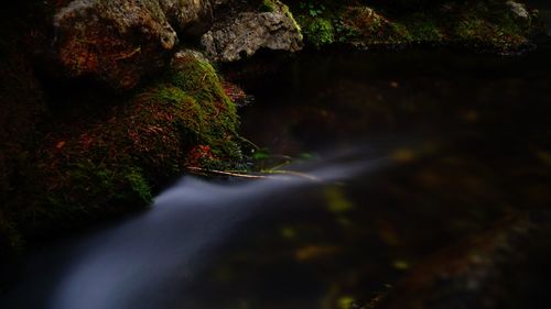 Close-up of river flowing in forest