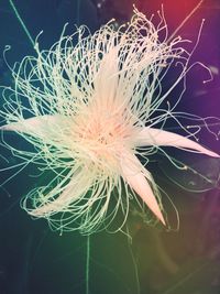 Close-up of flower
