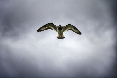 Low angle view of kite against sky