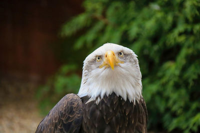 Close-up of eagle