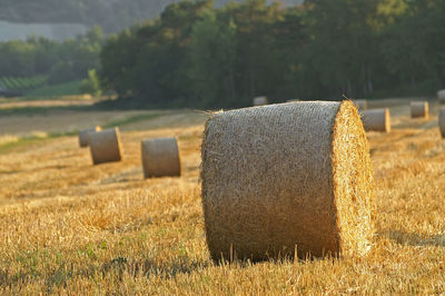 Close up of a grass