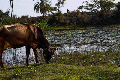 Horse standing in a field