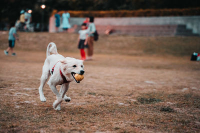 Dog running