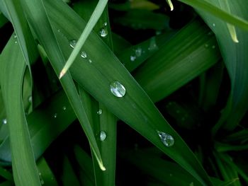 Close-up of wet plant leaves during rainy season