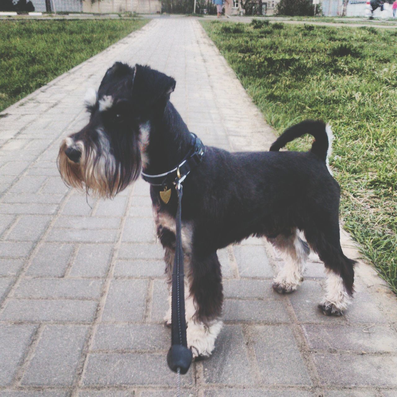 animal themes, domestic animals, one animal, mammal, pets, dog, grass, two animals, full length, black color, sunlight, street, outdoors, shadow, day, road, zoology, side view, standing, vertebrate