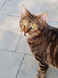 Close-up portrait of a cat