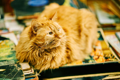 Close-up of a cat looking away